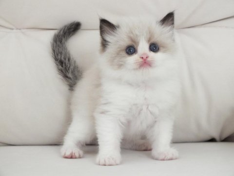 Full şecereli ragdoll yavru kediler