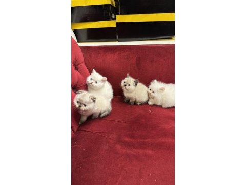 British shorthair & scottish fold yavrularımız