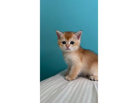 Babası şecereli golden kedilere yuva arıyoruz