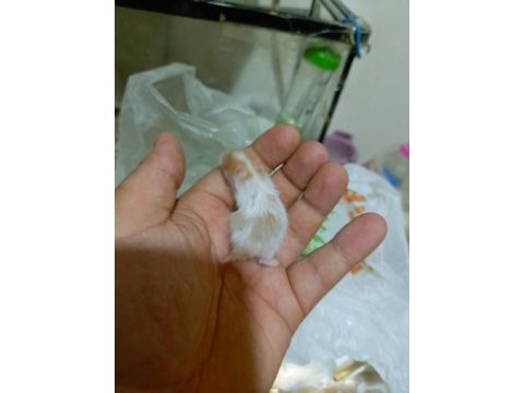 Rengarenk syria hamster yavrular
