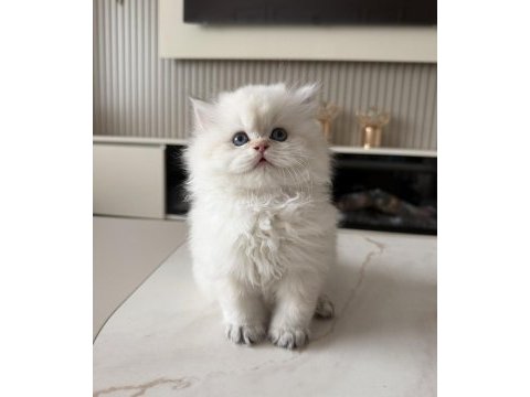 British longhair erkek yavru