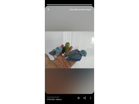 Forpus papağanı yavrular mevcut renk renk