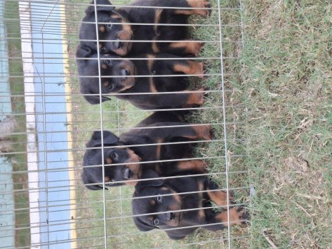A şecereli üst düzey kaliteli rottweiler yavrular