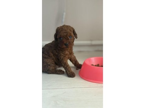 Poodle bebeklerimiz