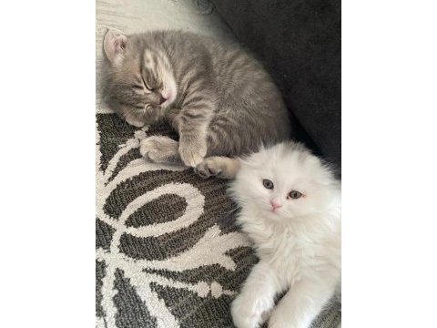 2 aylık scottish fold yavrularım yeni yuvalarını arıyor