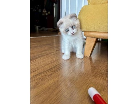 Satılık scottish fold yavrusu