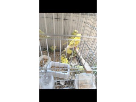 Yeme düşmüş renk güzeli yavru muhabbet kuşları