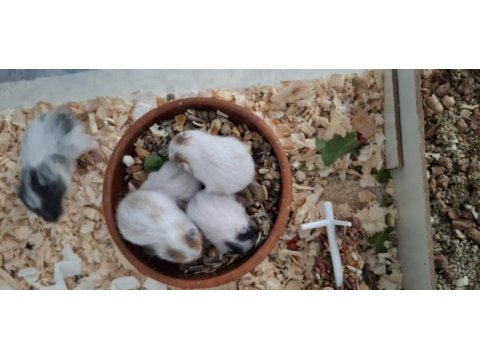 Yavru suriye hamster