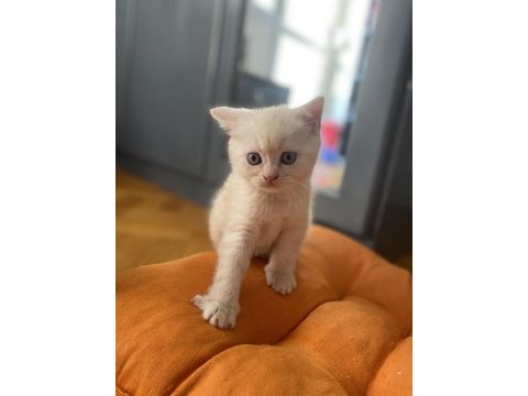 1,5 aylık erkek scottish fold ve straight