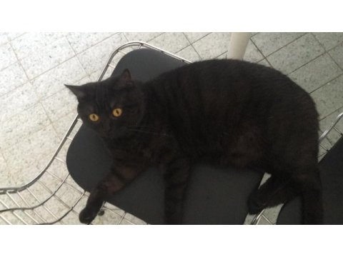 Kedimiz batman ücretsiz sahiplendirilecektir