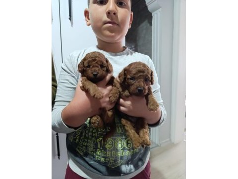 A kalite kore poodle prensesler