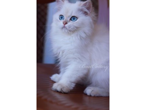 British longhair dişi