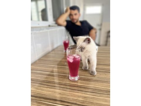 British blue point kedi