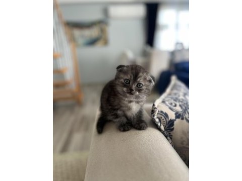 Yavru scottish fold