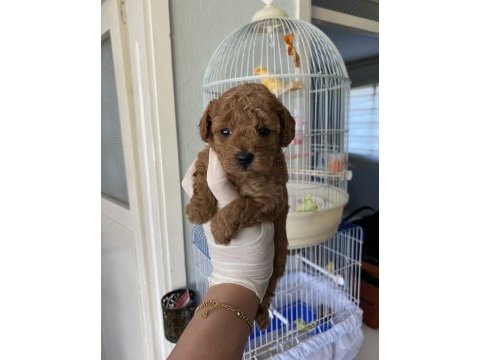 Evimizin neşesi minik poodle
