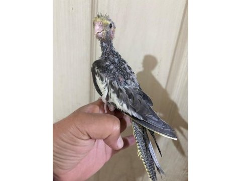 37 günlük konuşturmalık grey bebek sultan papağanı