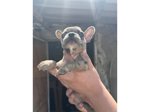 French bulldog bebekler