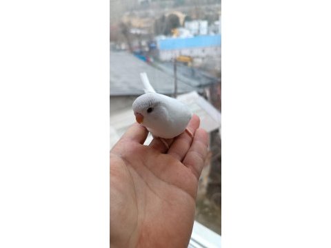 Yerli çekoslovak rainbow muhabbet kuşu yavrular