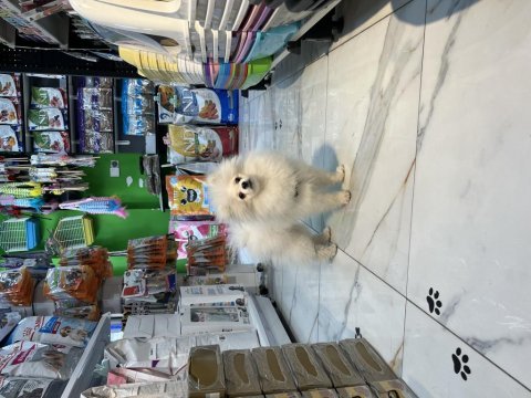 Beyaz erkek pomeranian yavru