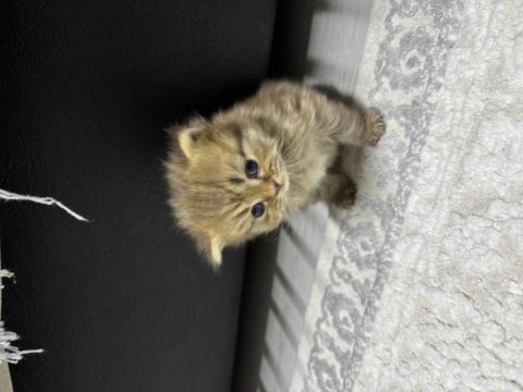 Tatlı kedimiz 25 günlük british longhair dişi