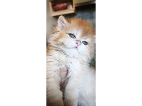 Show kalite dişi british longhair