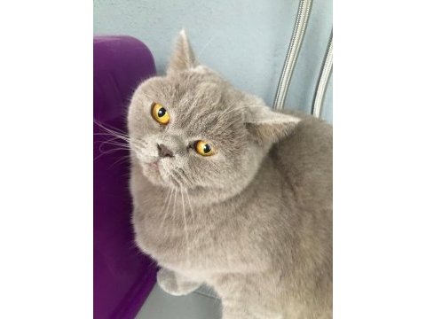 British shorthair 3 yaşında