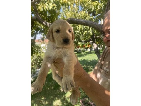 Safkan golden retriever yavrularımız