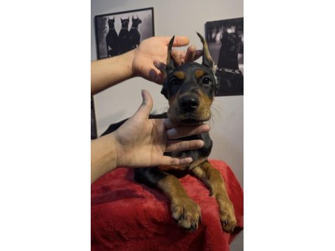 Hedefinizde kaliteli doberman varsa bekleriz