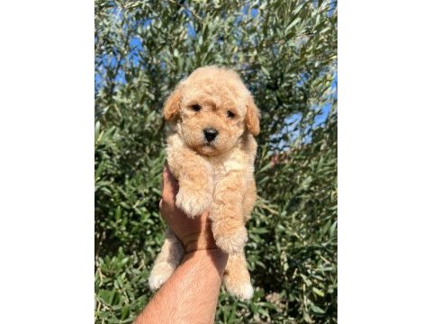 Birbirinden güzel maltipoo yavrularım için bana ulaşın