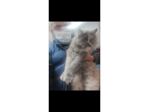 Dişi iran chinchilla kedimiz