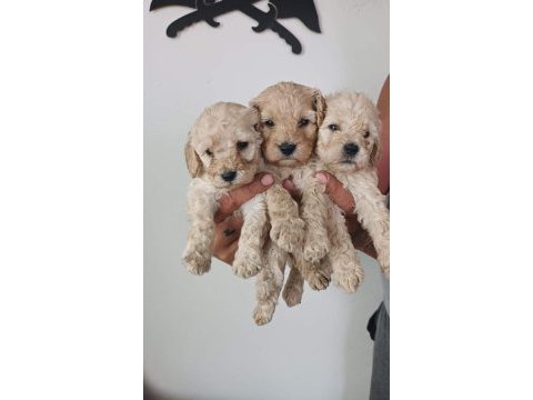 Sevimli maltipoo yavrumuz yeni ailelerini bekliyor