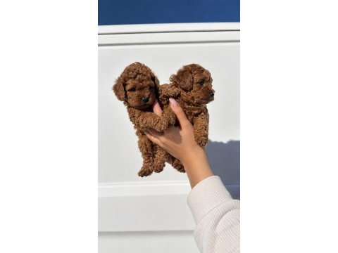  minik patiler, red brown toy poodle yavrular