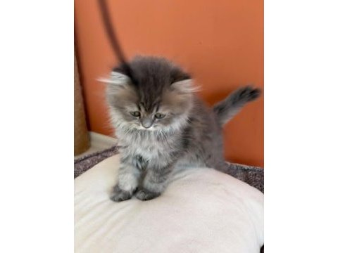 British longhair yavrumuz şecereli baba