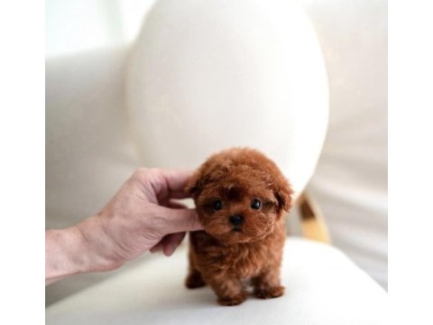 Orjinal toy poodle yavrumuz miya