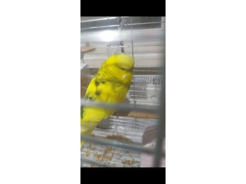 Dişi erkek eşli muhabbet kuşu satılıktır