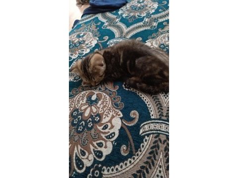 Scottish fold yeni yuvamızı arıyoruz