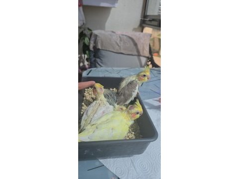 Bebek sultan papağanları lutino karışık