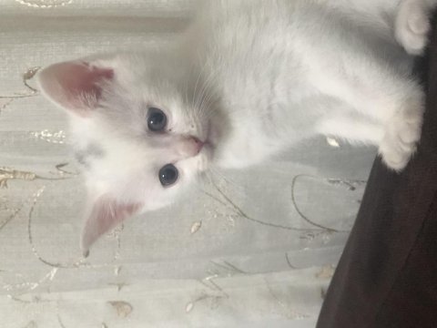 Yavru british shorthair kedilerimiz sahiplendirilecektir