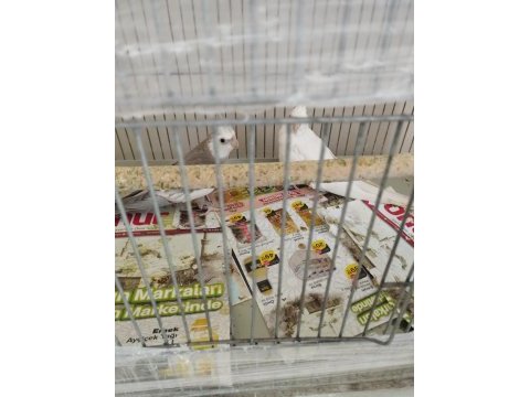 Albino wf takım sultan papağanı