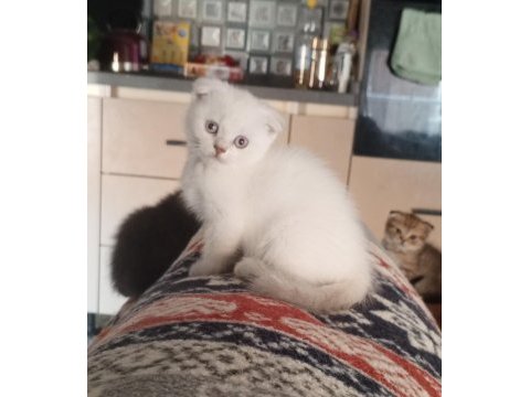 Safkan ırk garantili scottish fold yavrular