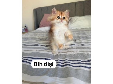 Muhteşem güzellik bebek kediler