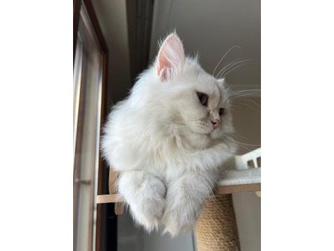 Yetişkin erkek safkan şecereli british longhair
