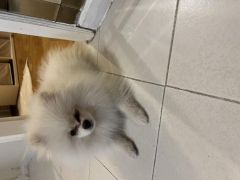Pomeranian daha zekisi yok