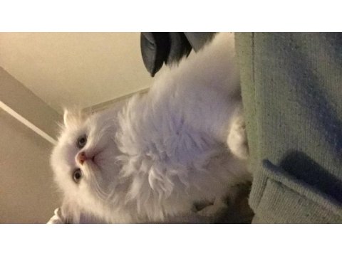 Sevimli yavrumuz british longhair