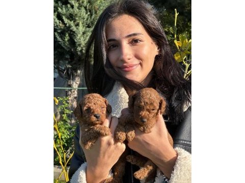 Toy poodle muhteşem bebeklerimiz