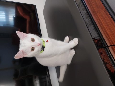 British shorthair cinsi 4 aylık erkek kedimiz