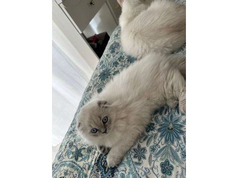Scottish longhair