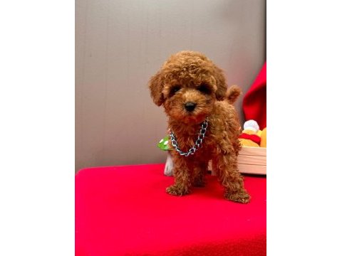 Orjinal 0 numara red toy poodle