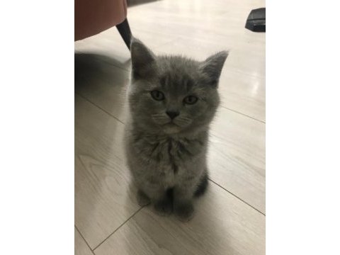 British longhair yavruş sahiplendirme