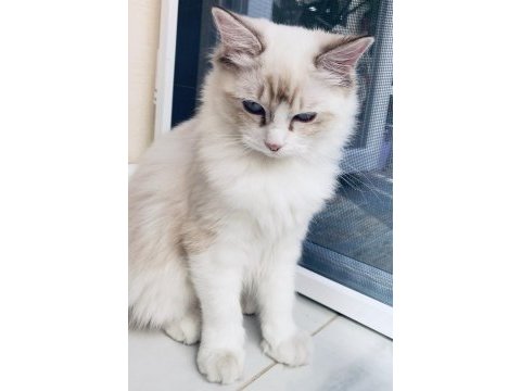 Ragdoll o bir kediden çok daha fazlası